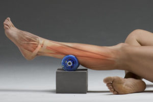fibras musculares